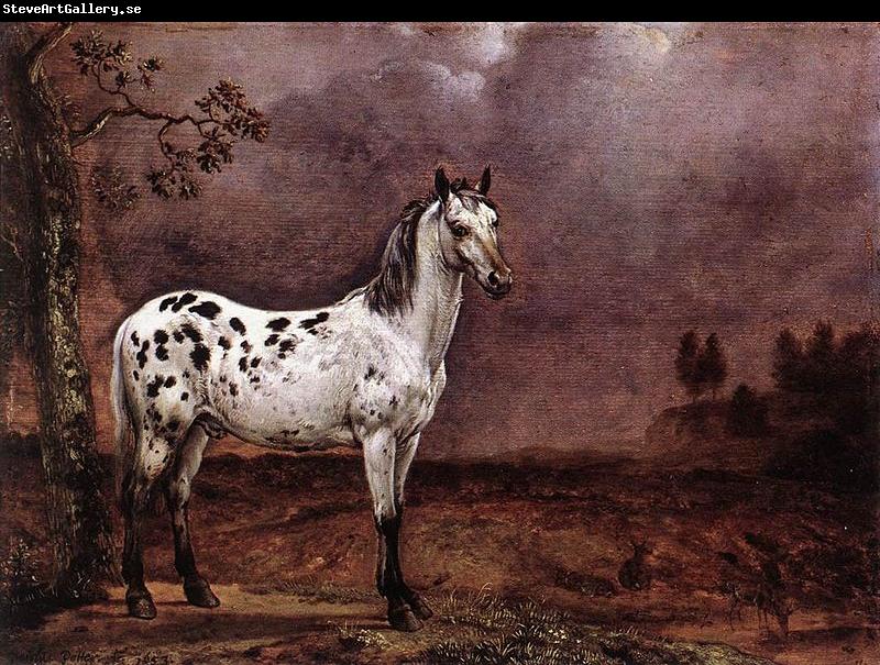 paulus potter The Spotted Horse